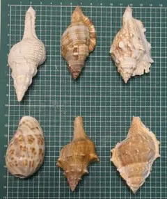天然 貝殻 6種セット 標本 インテリア・クラフト材