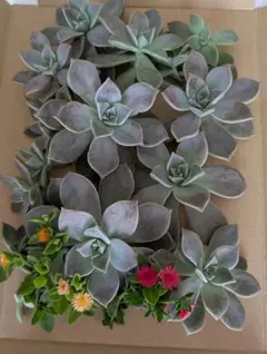 超絶ワイルド森で野生化【朧月＊オボロヅキ】多肉植物＊カット苗＊コンパクトボックス 61id6VSqqHL._AC_SY200_QL15_.jpg