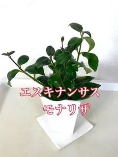 エスキナンサス　モナリザのサムネイル