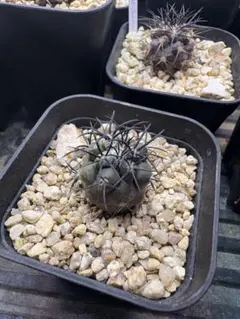 2025年最新】コピアポア グリセオビオラセアの人気アイテム - メルカリ