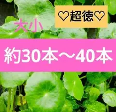 ウォーターマッシュルーム　ウォーターコイン　大小　約30本〜40本のサムネイル
