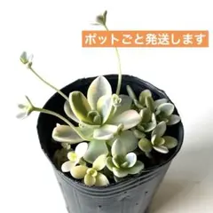 子持ち蓮華錦 鏡花 抜き苗 - メルカリ