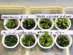 白スジうねうねFSQ 子株　ビカクシダ　shizenplantsさん購入親株 白スジうねうねFSQ 子株 ビカクシダ shizenplantsさん購入親株 - メルカリ