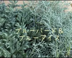 フレッシュコニファー　2種　ブルーバード　ブルーアイス　箱いっぱい　花材