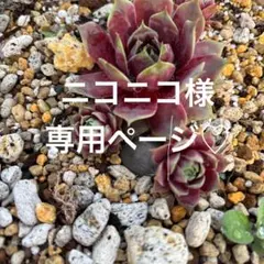 ニコニコ様 専用ページ♡