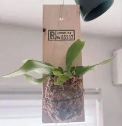 ｓｏｕ様 リクエスト 2点 まとめ商品