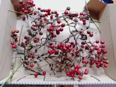 サンキライ　赤色の乾燥花材 枝付きのサムネイル