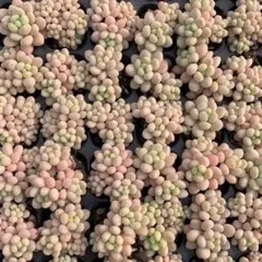 ぴょんすけ様 リクエスト 3点 まとめ商品