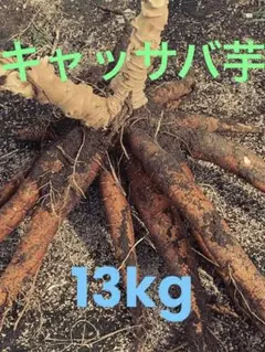 mk１００本＝キャッサバ芋＝芽出し苗★キャッサバ、大収穫★美味ゴールデン種 mk100本＝キャッサバ芋＝芽出し苗☆キャッサバ、大収穫☆美味