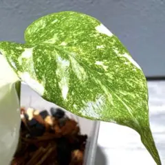 X1モンステラ　クリームブリュレ　成長点カット苗 モンステラ タイ コンステレーション クリーム ブリュレ 「Monstera