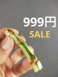 SALE中!!【E22】斑入りモンステラ ホワイトタイガー カット茎 成長点3つのサムネイル