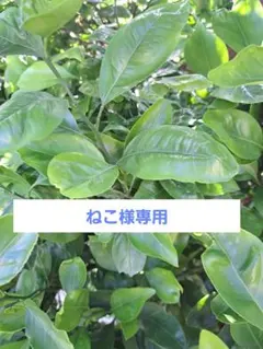 고양이를 위한 무농약 감귤 잎 많이