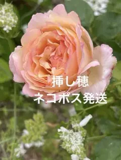バラ 挿し穂 - メルカリ