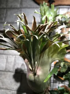 2025年最新】Maserati ビカクシダの人気アイテム - メルカリ