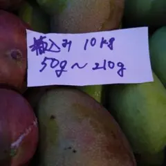 摘果マンゴー 12kg - メルカリ