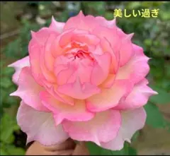 2026年最新】希少バラ苗の人気アイテム - メルカリ