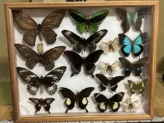 2026年最新】オオルリアゲハ 標本の人気アイテム - メルカリ
