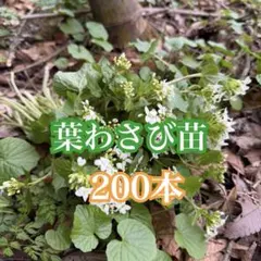 2026年最新】わさび 苗の人気アイテム - メルカリ