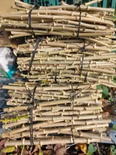 2026年最新】キャッサバの人気アイテム - メルカリ