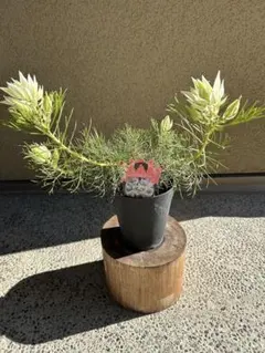 2026年最新】セルリアの人気アイテム - メルカリ