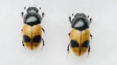 2025年最新】コガネ 標本の人気アイテム - メルカリ