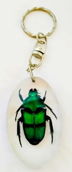 2025年最新】カナブン標本の人気アイテム - メルカリ