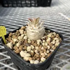 K.タニヤン様 リクエスト 2点 まとめ商品