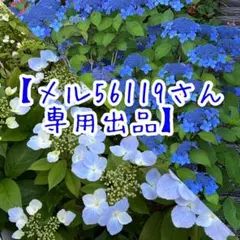 メル56119様 リクエスト 2点 まとめ商品
