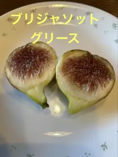 2026年最新】いちじく穂木の人気アイテム - メルカリ