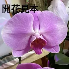 胡蝶蘭 ピンク 大輪　苗のみ　2株(5株までご用意あり)のサムネイル
