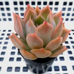 ume様 リクエスト 2点 まとめ商品