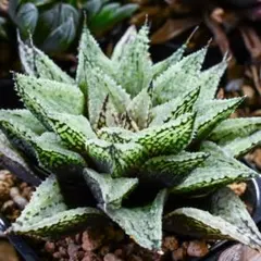 ⭐︎希少品⭐︎VANA TALLINN ヴァナタリン エストニア リキュール 花見