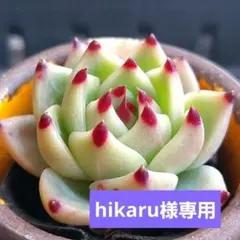 hikaru様 リクエスト 3点 まとめ商品