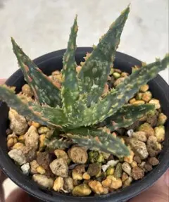 希少ワイリーコヨーテアロエ子株付き アロエ ワイリーカヨーテ Aloe 