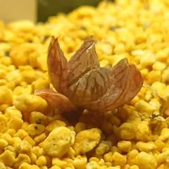 多肉植物　ハオルチア 光るオブツーサ　1905