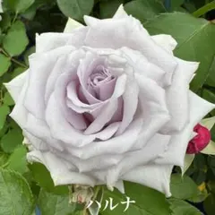 【同梱で２鉢目〜¥1000お値引き】 春の新苗♡ハルナ♡入手困難／芽接ぎ苗のサムネイル