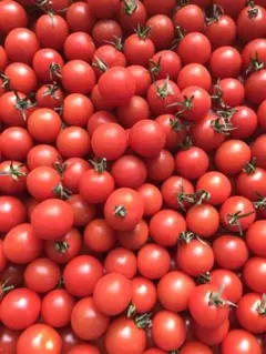 2026年最新】ミニトマトの人気アイテム - メルカリ