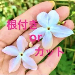 ジャスミンカット苗♪ハゴロモ改良ホワイトプリンセス挿し穂or挿し木苗No.59