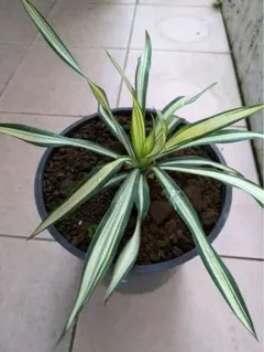 2025年最新】ユッカ グロリオサ ライジングサンの人気アイテム