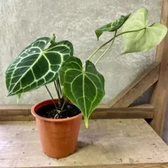 2025年最新】アンスリウムクラリネルビウムの人気アイテム