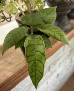 ホヤ カリステオフィラ 観葉植物のサムネイル