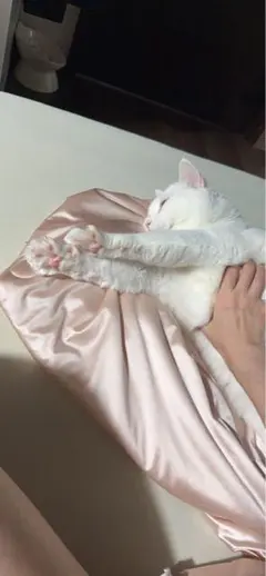 アヤメ