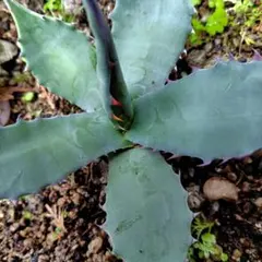 2026年最新】アガベ 大型の人気アイテム - メルカリ