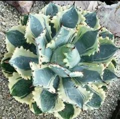 2025年最新】アガベ 錦の人気アイテム - メルカリ