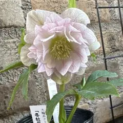 2026年最新】曽田 クリスマスローズの人気アイテム - メルカリ