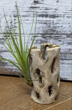 サボテンの骨（カクタススケルトン）