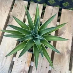 たっくん様 リクエスト 2点 まとめ商品