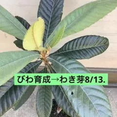 びわ　　びわの高さ剪定　びわ育成→わき芽8/13. びわ びわの高さ剪定 びわ育成→わき芽8/13. - メルカリ