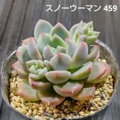 スノーウーマン 459 エケベリア 多肉植物 抜き苗
