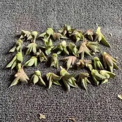 多肉植物 アガベ ピンティラ 厳選株 子株 - メルカリ